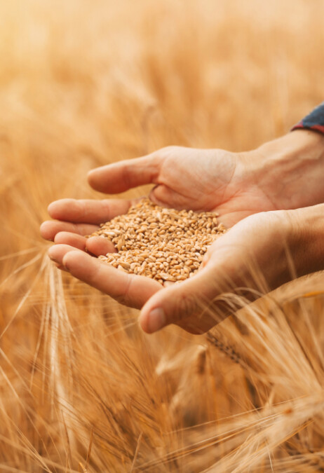 Bäcker Müller, Bild mit Weizenfeld, zwei Händen zusammengefasst mit Weizenkörner